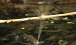 Уникална риба, пръскаща вода, за да свали плячката си (3 снимки + видео)